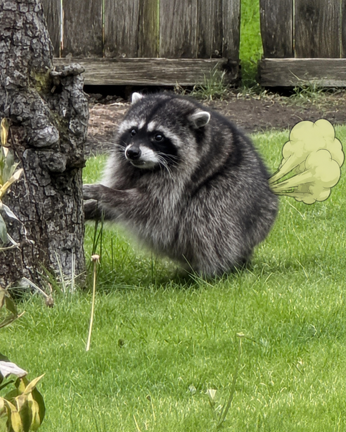 Jimothy the raccoon standing by a tree with a legendary fart cloud